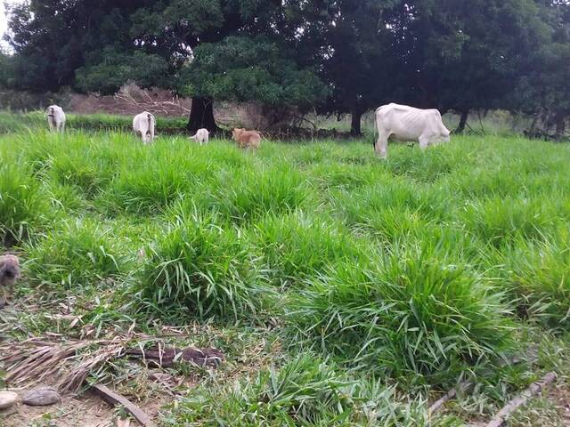 #2415 - Fazenda para Venda em Recursolândia - TO - 2