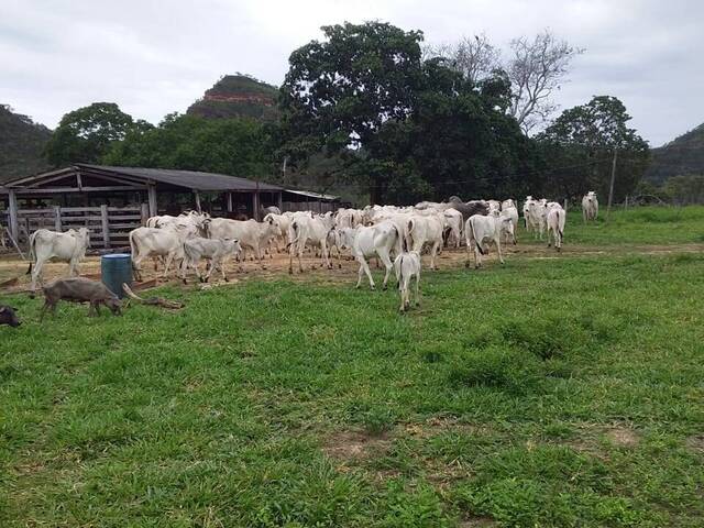 #2415 - Fazenda para Venda em Recursolândia - TO - 1