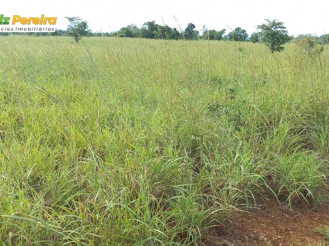 #2419 - Fazenda para Venda em Pau d`Arco - PA - 3