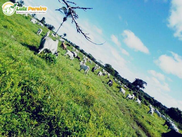 #2421 - Fazenda para Venda em Santa Maria das Barreiras - PA - 1