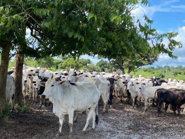 #2421 - Fazenda para Venda em Santa Maria das Barreiras - PA - 2