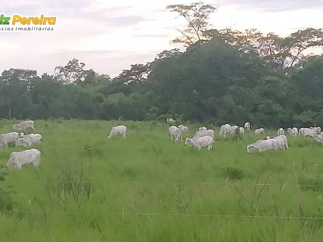 #2442 - Fazenda para Venda em Guaraí - TO - 2