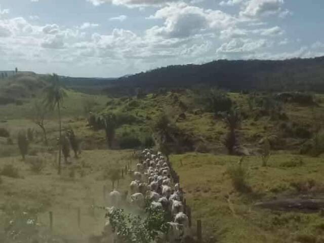 #2458 - Fazenda para Venda em Bannach - PA