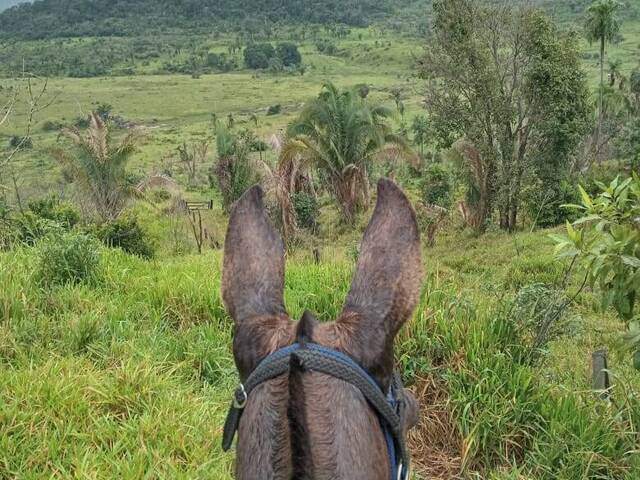 #2458 - Fazenda para Venda em Bannach - PA - 3