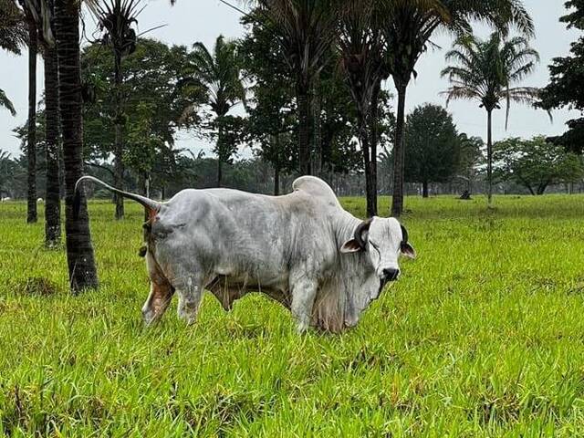 #2460 - Fazenda para Venda em Xambioá - TO - 1