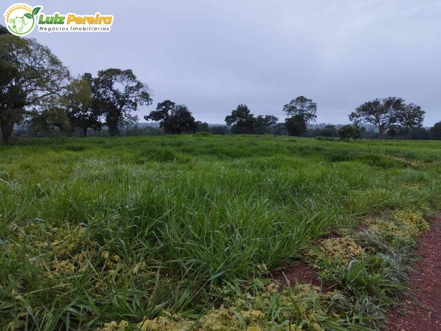 #2463 - Fazenda para Venda em Darcinópolis - TO - 1