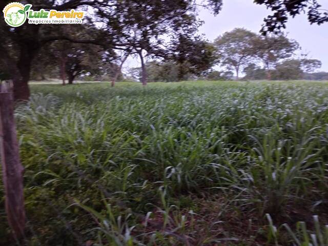 #2463 - Fazenda para Venda em Darcinópolis - TO - 3