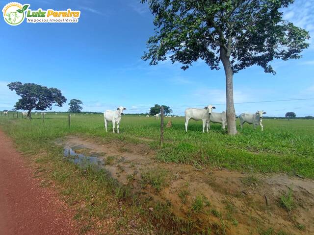 #2464 - Fazenda para Venda em Dois Irmãos do Tocantins - TO - 3