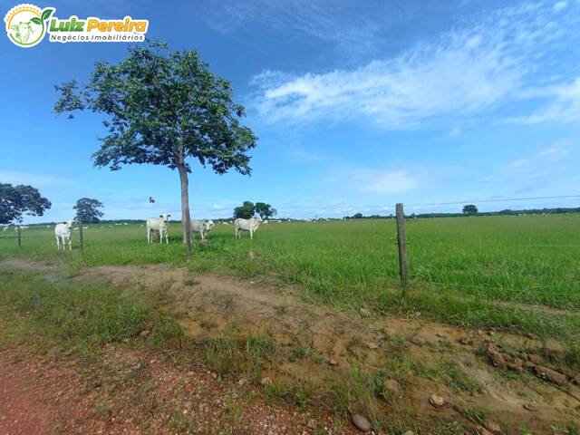 #2464 - Fazenda para Venda em Dois Irmãos do Tocantins - TO