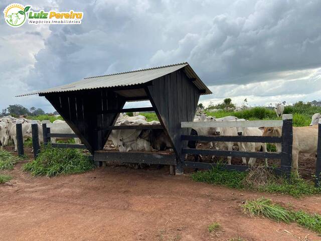 #2479 - Fazenda para Venda em Anapu - PA - 3