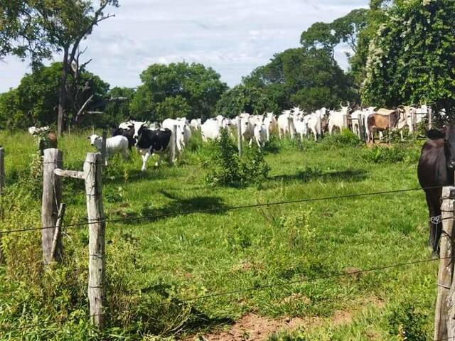 #2481 - Fazenda para Venda em Jardim - MS - 2