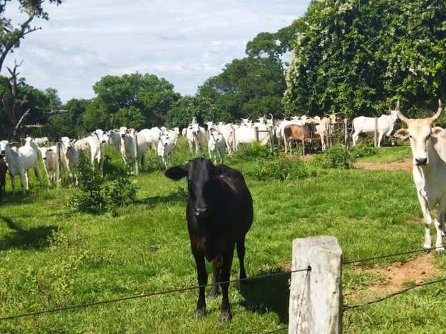 Venda em Zona Rural - Jardim