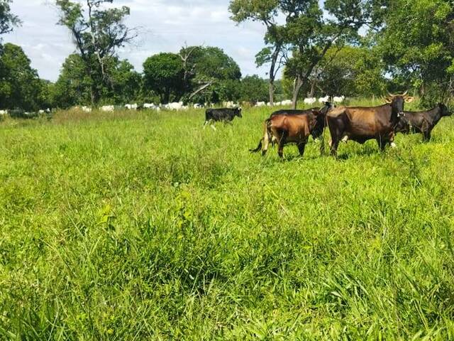 #2481 - Fazenda para Venda em Jardim - MS - 3