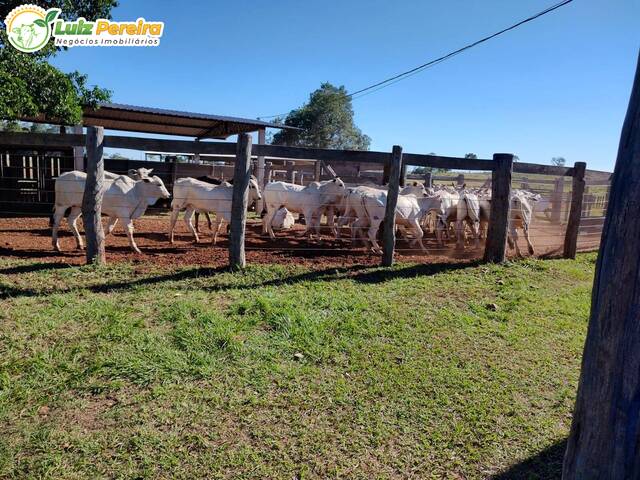 Venda em Zona Rural - Sonora