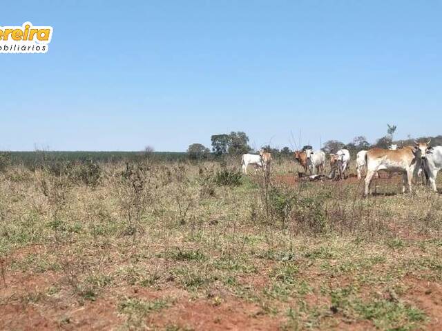 #2489 - Fazenda para Venda em Ribas do Rio Pardo - MS - 3