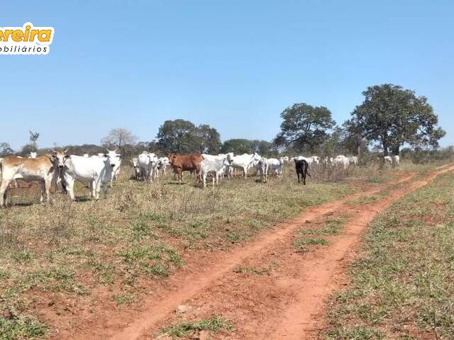 #2489 - Fazenda para Venda em Ribas do Rio Pardo - MS