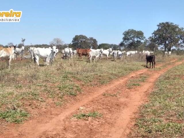 #2489 - Fazenda para Venda em Ribas do Rio Pardo - MS - 2