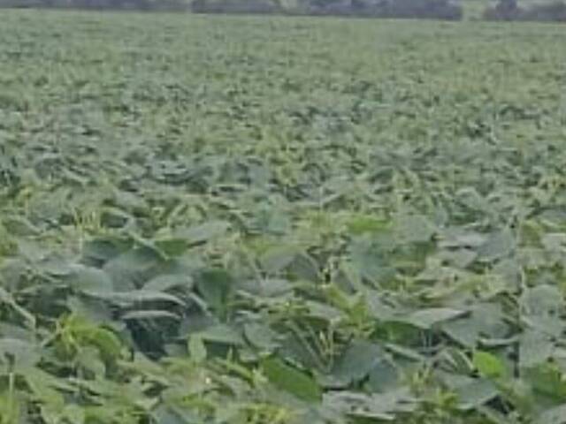 #2506 - Fazenda para Venda em Santa Maria das Barreiras - PA - 2