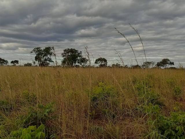 #2515 - Fazenda para Venda em Peixe - TO