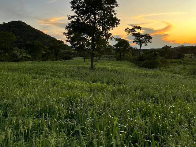 #2543 - Fazenda para Venda em Corumbá - MS - 3