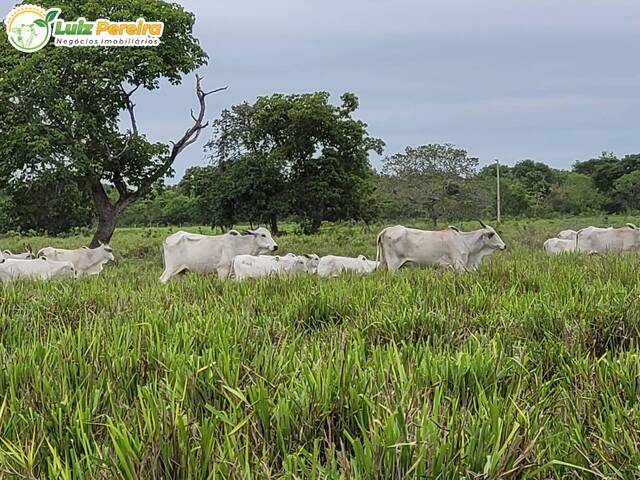 #2549 - Fazenda para Venda em Itiquira - MT - 2