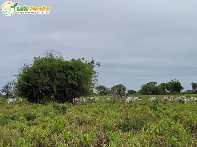 #2549 - Fazenda para Venda em Itiquira - MT - 3