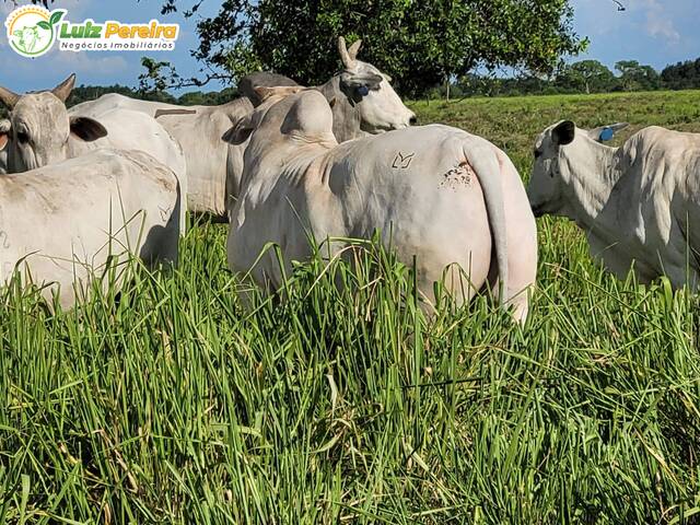 #2549 - Fazenda para Venda em Itiquira - MT - 1