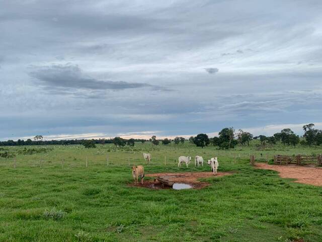#2553 - Fazenda para Venda em Santa Rita do Pardo - MS - 1