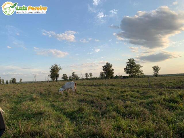 #2552 - Fazenda para Venda em Santa Rita do Pardo - MS - 3