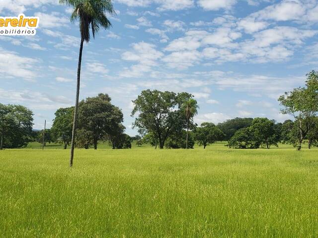 #2556 - Fazenda para Venda em São Gabriel do Oeste - MS - 2