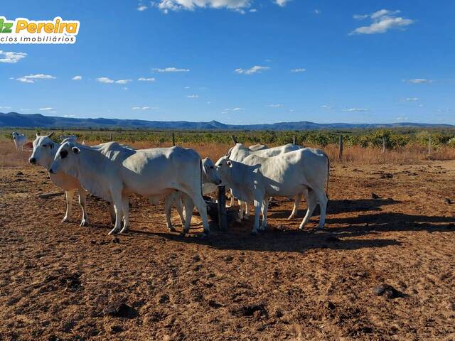 #2559 - Fazenda para Venda em Paranã - TO - 2