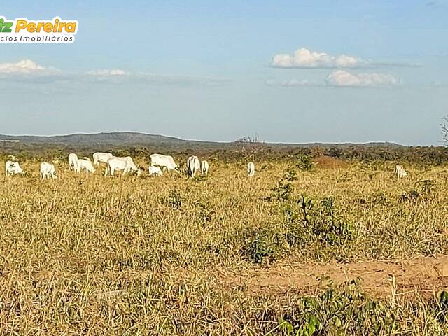 #2559 - Fazenda para Venda em Paranã - TO