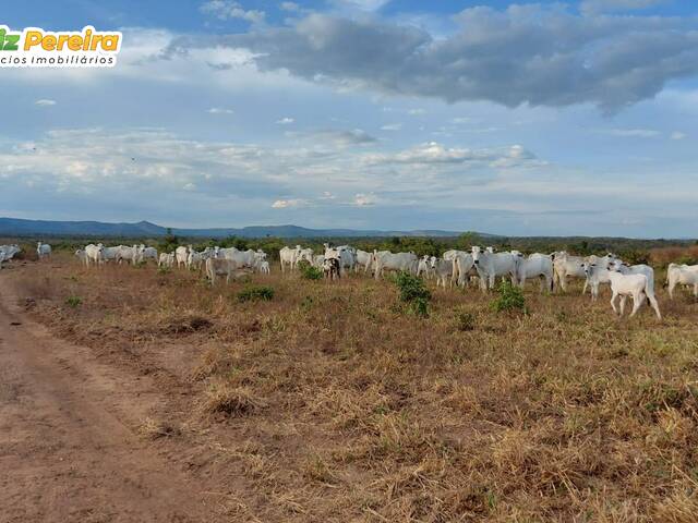 #2559 - Fazenda para Venda em Paranã - TO - 3