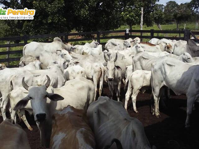 #2560 - Fazenda para Venda em Recursolândia - TO - 3