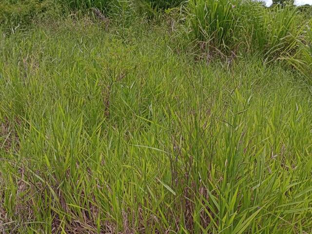 #2564 - Fazenda para Venda em Camapuã - MS - 2