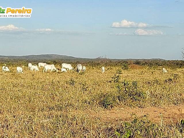 #2579 - Fazenda para Venda em Centenário - TO - 2