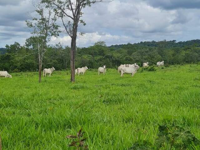 #2585 - Fazenda para Venda em Carolina - MA - 2