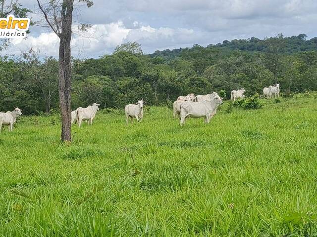 #2585 - Fazenda para Venda em Carolina - MA - 1