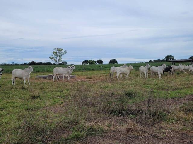 #2591 - Fazenda para Venda em Coxim - MS - 1