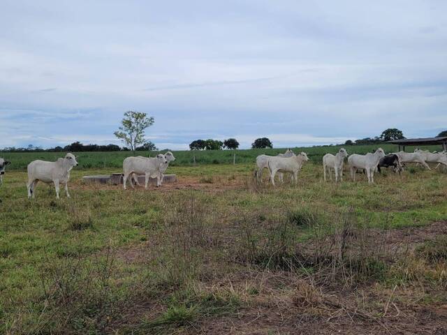 #2591 - Fazenda para Venda em Coxim - MS