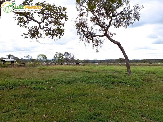 #2594 - Fazenda para Venda em Dois Irmãos do Tocantins - TO - 3