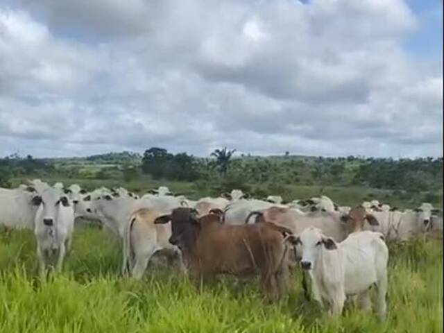 #2537 - Fazenda para Venda em Goianésia do Pará - PA