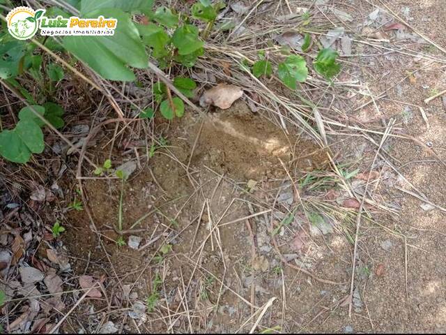 Fazenda para Venda em Santa Rita do Tocantins - 5
