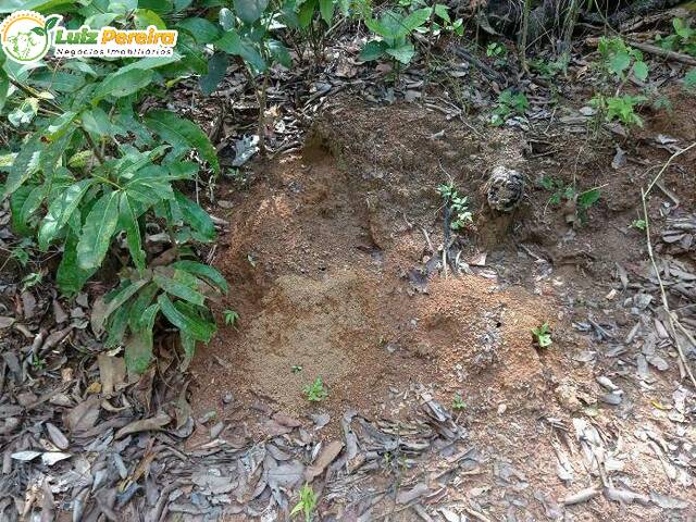 Fazenda para Venda em Santa Rita do Tocantins - 4