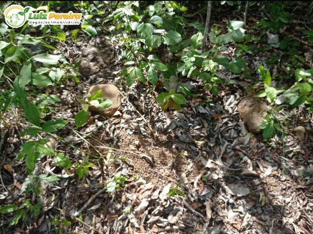 #2607 - Fazenda para Venda em Santa Rita do Tocantins - TO - 3