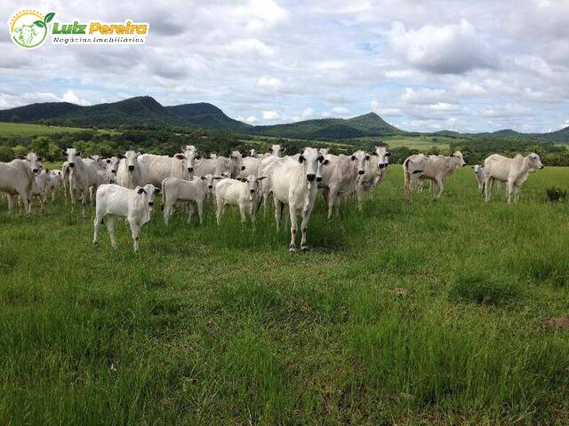 Fazenda para Venda em Porto Murtinho - 5