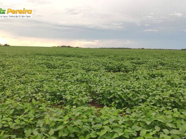 #2612 - Fazenda para Venda em Divinópolis do Tocantins - TO - 3