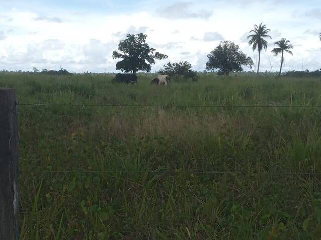 Fazenda para Venda em Tomé-Açu - 5