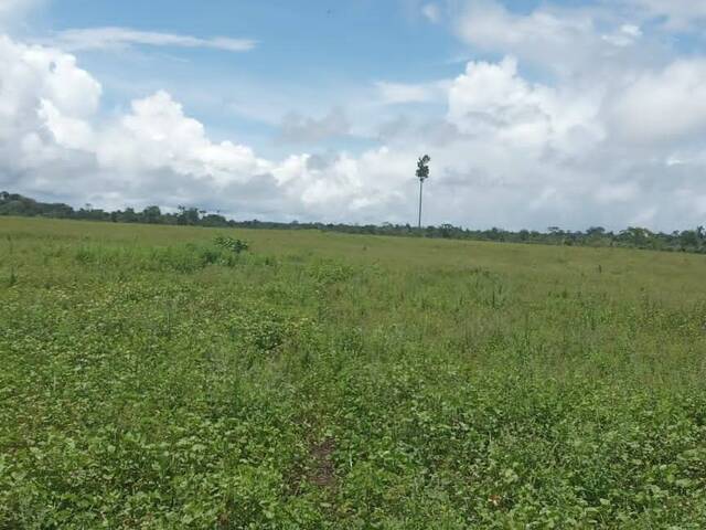 #2614 - Fazenda para Venda em Tomé-Açu - PA - 3