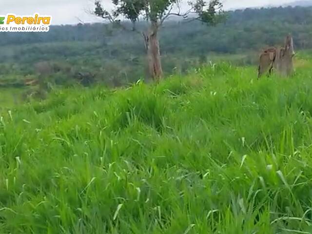 Fazenda para Venda em Anapu - 4